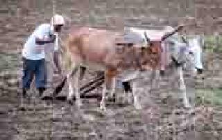 Emergency loans to only 120 farmers | केवळ १२० शेतकऱ्यांना तातडीचे कर्ज