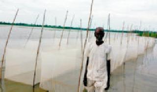 Magarrohoe's Fisheries Fellowships | मग्रारोहयोची मत्स्यबीज तळी ठरतात वरदान Magarrohoe's Fisheries Fellowships | मग्रारोहयोची मत्स्यबीज तळी ठरतात वरदान