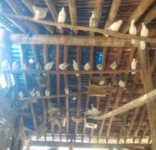 School of dacoit filling in cattle camp | गुरांच्या गोठय़ात भरते कबुतरांची शाळा