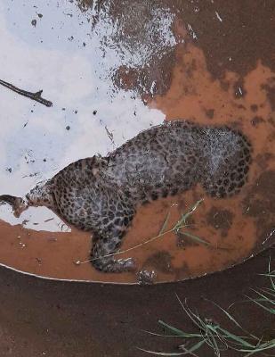 Found dead well in the well | विहिरीत आढळले मृत बिबट Found dead well in the well | विहिरीत आढळले मृत बिबट