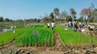 Chemical fertilizer amethyst | रासायनिक खतावर अमृतपाण्याचा उतारा