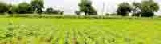 Crop flourishes, the project is dry | पीक बहरले, प्रकल्प कोरडेच Crop flourishes, the project is dry | पीक बहरले, प्रकल्प कोरडेच