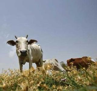 Beware if supported by alleged civic guards - Supreme Court | कथित गोरक्षकांना पाठिंबा दिलात तर खबरदार - सर्वोच्च न्यायालय Beware if supported by alleged civic guards - Supreme Court | कथित गोरक्षकांना पाठिंबा दिलात तर खबरदार - सर्वोच्च न्यायालय