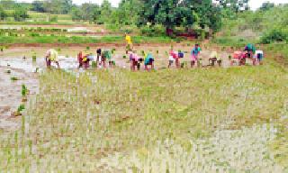 The sound of folk songs on the band | बांधावरील लोकगीताचे स्वर लुप्त
