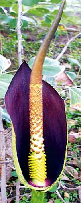 A new species of 'Suran' found in the store | भंडाऱ्यात आढळली ‘सुरण’ची नवी प्रजाती