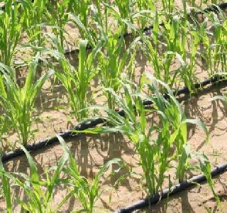 Drip irrigation from the drip tube | ठिबकच्या नळीतून निधीचे सिंचन Drip irrigation from the drip tube | ठिबकच्या नळीतून निधीचे सिंचन