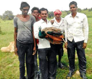 Morara Life: | मोराला जीवनदान : Morara Life: | मोराला जीवनदान :