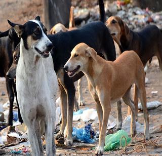 The girl fell asleep while protecting herd dogs | भटक्या कुत्र्यांपासून बचाव करताना मुलगी पडली दरीत The girl fell asleep while protecting herd dogs | भटक्या कुत्र्यांपासून बचाव करताना मुलगी पडली दरीत