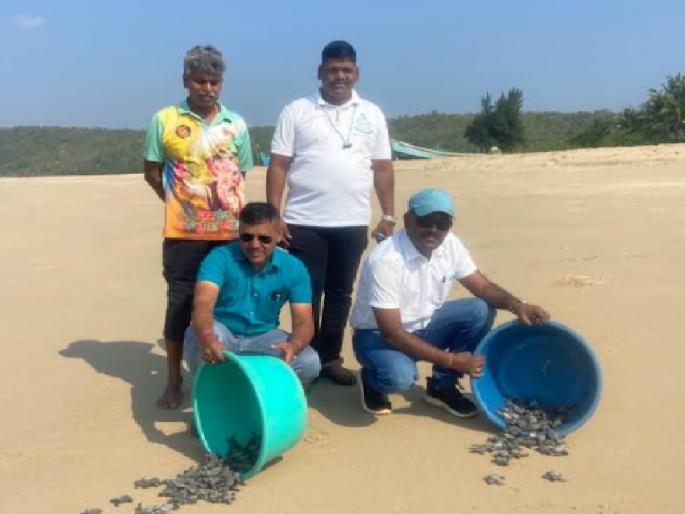 121 Olive Ridley turtle hatchlings, the first of this season | ऑलिव्ह रिडले कासवांच्या १२१ पिल्लांना जीवदान, यावर्षीच्या हंगामातील पहिलीच वेळ 121 Olive Ridley turtle hatchlings, the first of this season | ऑलिव्ह रिडले कासवांच्या १२१ पिल्लांना जीवदान, यावर्षीच्या हंगामातील पहिलीच वेळ