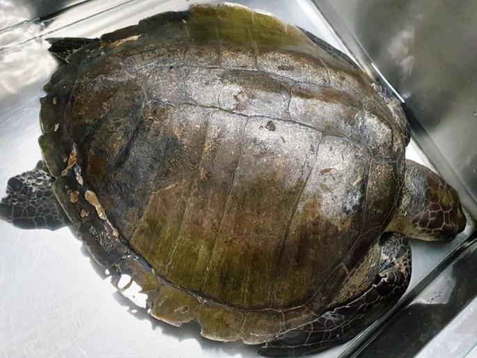 Olive Ridley Kasse found dead in Versova beach and Colaba | वर्सोवा बीच व कुलाब्यात ऑलिव्ह रिडले कासवे आढळली जखमी अवस्थेत Olive Ridley Kasse found dead in Versova beach and Colaba | वर्सोवा बीच व कुलाब्यात ऑलिव्ह रिडले कासवे आढळली जखमी अवस्थेत