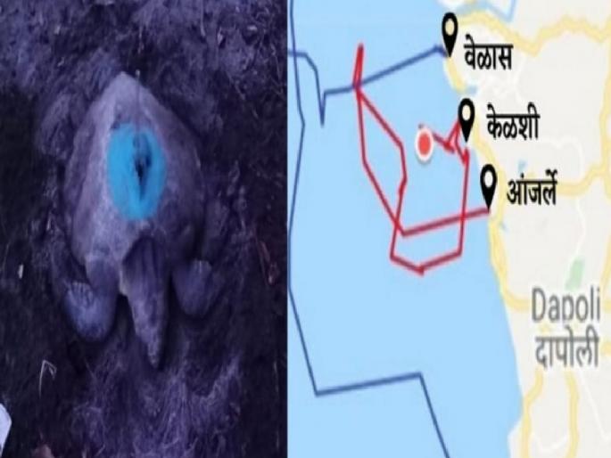 The first secret of the Konkan turtles was revealed, The second time the eggs were laid by the transmitter | कोकणातील कासवांचे पहिले रहस्य उलगडले, ट्रान्समीटर लावलेल्या सावनीने दुसऱ्यांदा घातली अंडी The first secret of the Konkan turtles was revealed, The second time the eggs were laid by the transmitter | कोकणातील कासवांचे पहिले रहस्य उलगडले, ट्रान्समीटर लावलेल्या सावनीने दुसऱ्यांदा घातली अंडी