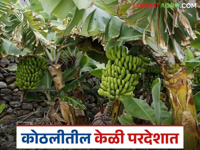 Latest News Keli niryat Banana exported to Oman and Iran, fetched Rs 2121 per quintal | जळगावच्या केळीची ओमान, इराणला गोडी, प्रतिक्विंटलला इतका भाव मिळाला? 