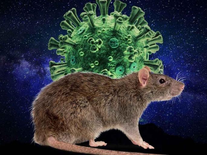 Omicron Variant May Have Originated From Mice Say Chinese CDC Scientists | CoronaVirus News: उंदरांमुळे पसरतोय ओमायक्रॉन? शास्त्रज्ञांना पुरावे सापडले; नव्या दाव्यानं चिंतेत भर Omicron Variant May Have Originated From Mice Say Chinese CDC Scientists | CoronaVirus News: उंदरांमुळे पसरतोय ओमायक्रॉन? शास्त्रज्ञांना पुरावे सापडले; नव्या दाव्यानं चिंतेत भर