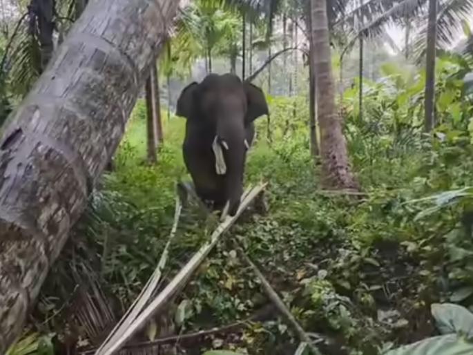 firecrackers and twine bombs thrown at elephant while bathing in river incident in banda sindhudurg district | नदीत आंघोळ करताना हत्तीवर फटाके-सुतळी बॉम्ब फेकले; सिंधुदुर्ग जिल्ह्यातील बांदा येथील प्रकार