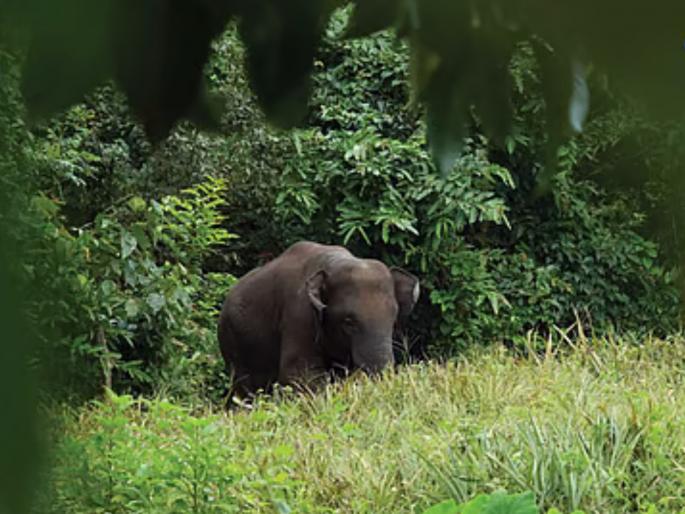elephant omkar in mopa goa forest officials team on the field fear among villagers | मोपात 'ओंकार' हत्तीचा धुमाकूळ; वन अधिकाऱ्यांची टीम फिल्डवर, ग्रामस्थांमध्ये भीती elephant omkar in mopa goa forest officials team on the field fear among villagers | मोपात 'ओंकार' हत्तीचा धुमाकूळ; वन अधिकाऱ्यांची टीम फिल्डवर, ग्रामस्थांमध्ये भीती
