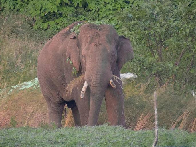 'Omkar' elephant enters Goa territory after destroying banana plantations; queues of vehicles to watch | केळीच्या बागांची नासाडी करून ‘ओंकार’ हत्ती गेला गोवा हद्दीत; पाहण्यासाठी वाहनांच्या रांगा 'Omkar' elephant enters Goa territory after destroying banana plantations; queues of vehicles to watch | केळीच्या बागांची नासाडी करून ‘ओंकार’ हत्ती गेला गोवा हद्दीत; पाहण्यासाठी वाहनांच्या रांगा