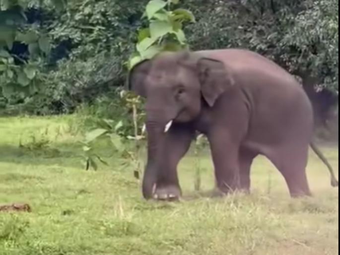 'Omkar' to go to Vantara, Circuit Bench's decision, original petition upheld | ‘ओंकार’ जाणार वनतारामध्ये, सर्किट बेंचचा निर्णय, मूळ याचिका कायम