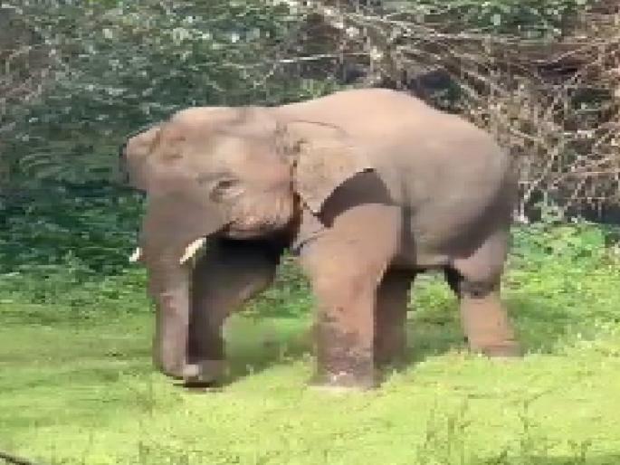 Elephant Omkar caused major damage to rice farming in Banda area | Sindhudurg: ‘ओंकार’ हत्तीचा बांदा परिसरात धुडगूस, भात शेतीचे मोठे नुकसान