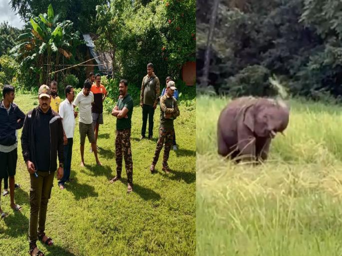 Omkar elephant creates terror on Goa, Sindhudurg border | 'ओंकार' हत्तीची दहशत, शेतकरी भीतीच्या छायेत; सिंधुदुर्ग, गोव्यात घालतोय थैमान Omkar elephant creates terror on Goa, Sindhudurg border | 'ओंकार' हत्तीची दहशत, शेतकरी भीतीच्या छायेत; सिंधुदुर्ग, गोव्यात घालतोय थैमान