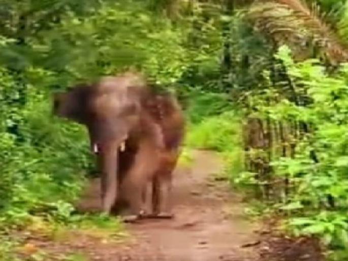 Decision today on sending elephant Omkar to Vantara, hearing in Kolhapur bench | ‘ओंकार’ हत्ती 'वनतारा'मध्ये पाठविण्याबाबत आज निर्णय, कोल्हापूर खंडपीठात सुनावणी Decision today on sending elephant Omkar to Vantara, hearing in Kolhapur bench | ‘ओंकार’ हत्ती 'वनतारा'मध्ये पाठविण्याबाबत आज निर्णय, कोल्हापूर खंडपीठात सुनावणी