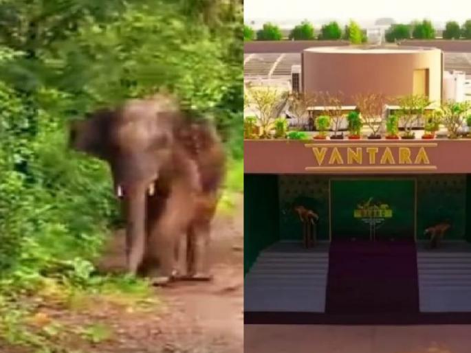 Omkar the elephant should not be transferred to Vantara the verdict of the high powered committee | ओंकार हत्तीला ‘वनतारा’कडे हस्तांतरित करू नये, उच्चाधिकार समितीचा निकाल Omkar the elephant should not be transferred to Vantara the verdict of the high powered committee | ओंकार हत्तीला ‘वनतारा’कडे हस्तांतरित करू नये, उच्चाधिकार समितीचा निकाल