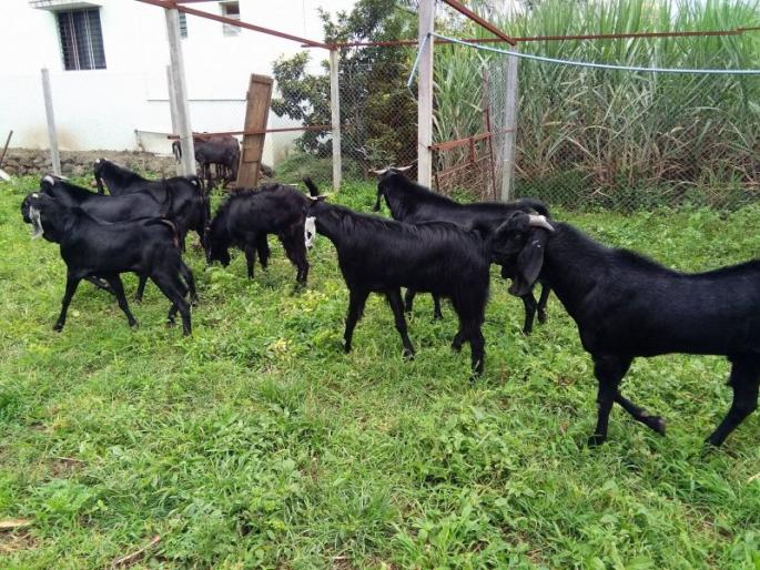 Farmer's 'One Goat, One Tree' formula to prevent farmers from committing suicide! | शेतकऱ्यांना आत्महत्यापासून परावृत्त करण्यासाठी शेतकऱ्याचा ‘एक शेळी, एक झाड’चा फॉर्म्युला! Farmer's 'One Goat, One Tree' formula to prevent farmers from committing suicide! | शेतकऱ्यांना आत्महत्यापासून परावृत्त करण्यासाठी शेतकऱ्याचा ‘एक शेळी, एक झाड’चा फॉर्म्युला!