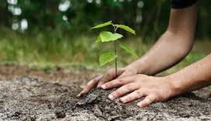 Akola pattern of 'One student-one tree' is now in Konkan division | ‘एक विद्यार्थी-एक वृक्ष’चा अकोला पॅटर्न आता कोकण विभागातही