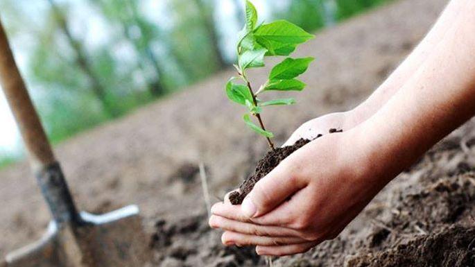Akola district will implement 'One Student - One Tree' | अकोला जिल्ह्यात ‘एक विद्यार्थी-एक वृक्ष’ उपक्रम राबविणार!