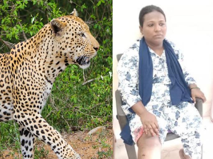 Woman injured in leopard attack in broad daylight at Oni Ratnagiri | Ratnagiri: भर दिवसा ओणी येथे बिबट्याच्या हल्ल्यात महिला जखमी