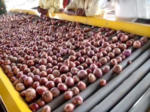 Easy to grade onion; Dr. PDKV developed the machine | कांदा प्रतवारी करणे झाले सोपे;  डॉ.पदेकृविने केले यंत्र विकसित  