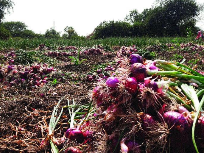 due to red onion farmer earned lakhs of rupees | लाल कांद्यामुळे शेतकरी बनले लखपती !