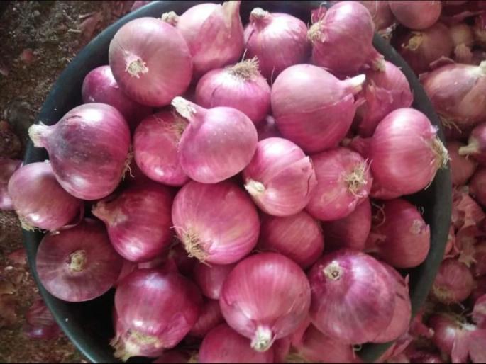Onion prices fall after export ban | निर्यातबंदीनंतर कांद्याच्या किमतीत घसरण Onion prices fall after export ban | निर्यातबंदीनंतर कांद्याच्या किमतीत घसरण