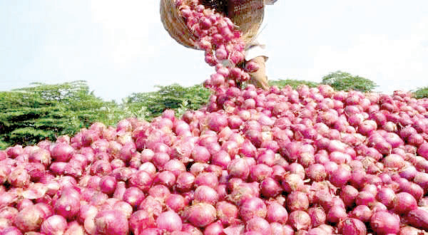 Onion sales at moderate rates in ration shops; Notice of Central Government to the State Government | रेशन दुकानांत होणार माफक दराने कांदाविक्री; केंद्र सरकारची राज्य सरकारला सूचना Onion sales at moderate rates in ration shops; Notice of Central Government to the State Government | रेशन दुकानांत होणार माफक दराने कांदाविक्री; केंद्र सरकारची राज्य सरकारला सूचना