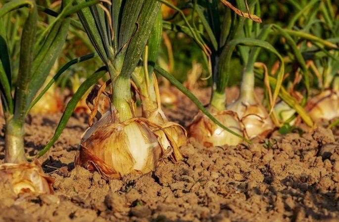 Keep this year's onion carefully; From one and a half thousand to three thousand seeds, the area also decreased! | यंदाचाच कांदा ठेवा जपून; बियाणे दीड हजारावरून तीन हजारांवर, क्षेत्रही घटले! Keep this year's onion carefully; From one and a half thousand to three thousand seeds, the area also decreased! | यंदाचाच कांदा ठेवा जपून; बियाणे दीड हजारावरून तीन हजारांवर, क्षेत्रही घटले!