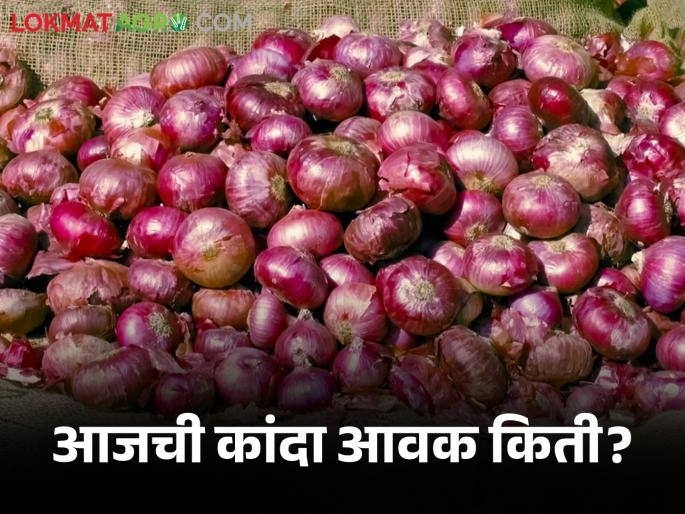 Latest News Kanda Bajarbhav todays onion market price in Solapur, Nashik market read in details | Kanda Bajarbhav : सोलापूर, नाशिक बाजारात कांद्याची आवक किती झाली? वाचा आजचे बाजारभाव Latest News Kanda Bajarbhav todays onion market price in Solapur, Nashik market read in details | Kanda Bajarbhav : सोलापूर, नाशिक बाजारात कांद्याची आवक किती झाली? वाचा आजचे बाजारभाव