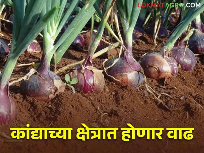 Kharif Kanda: In the Kharif season, the area under onion cultivation this year is expected to increase as compared to last year | Kharif Kanda खरीप हंगामात यंदा कांद्याच्या लागवडीखालील क्षेत्रात गेल्या वर्षीच्या तुलनेत वाढीचा अंदाज Kharif Kanda: In the Kharif season, the area under onion cultivation this year is expected to increase as compared to last year | Kharif Kanda खरीप हंगामात यंदा कांद्याच्या लागवडीखालील क्षेत्रात गेल्या वर्षीच्या तुलनेत वाढीचा अंदाज