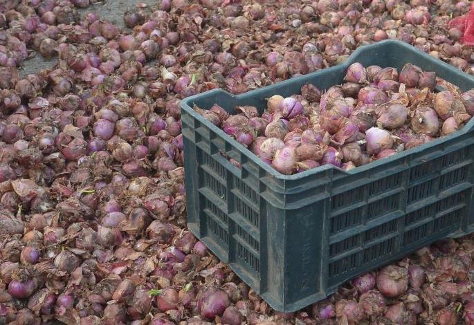 Onion arrives in Nagpur, quality deteriorates | नागपुरात कांद्याची आवक वाढली, दर्जा निकृष्ट