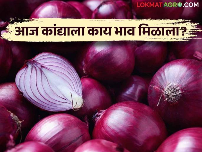 Latest News onion market price on Deep Amavasya, read today's detailed market price | Onion Market : दीप अमावस्येला कांद्याला काय भाव, वाचा आजचे सविस्तर बाजारभाव Latest News onion market price on Deep Amavasya, read today's detailed market price | Onion Market : दीप अमावस्येला कांद्याला काय भाव, वाचा आजचे सविस्तर बाजारभाव