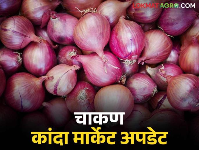 Kanda Bajar Bhav : Onion arrivals in Chakan market decreased; How much difference in price? | Kanda Bajar Bhav : चाकण मार्केटमध्ये कांद्याची आवक घटली; दरात पडला किती फरक?