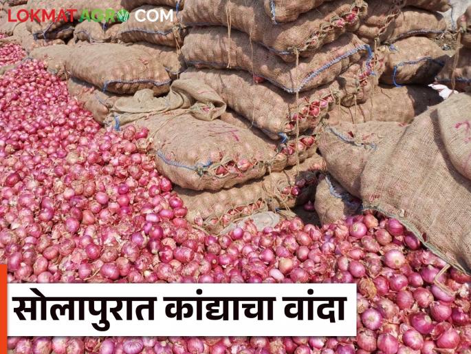Solpur Kanda Market : Inward of onion increased in Solapur market farmers sold onion on the road | Solpur Kanda Market : सोलापूर मार्केटमध्ये कांद्याची आवक वाढल्याने शेतकऱ्यांनी रोडवर विकला कांदा Solpur Kanda Market : Inward of onion increased in Solapur market farmers sold onion on the road | Solpur Kanda Market : सोलापूर मार्केटमध्ये कांद्याची आवक वाढल्याने शेतकऱ्यांनी रोडवर विकला कांदा