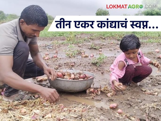 latest news Onion Damage: The dream of three acres of onions…and a future washed away in the rain! Read in detail | Onion Damage : तीन एकर कांद्याचं स्वप्न…अन् पावसात वाहून गेलेलं भविष्य! वाचा सविस्तर