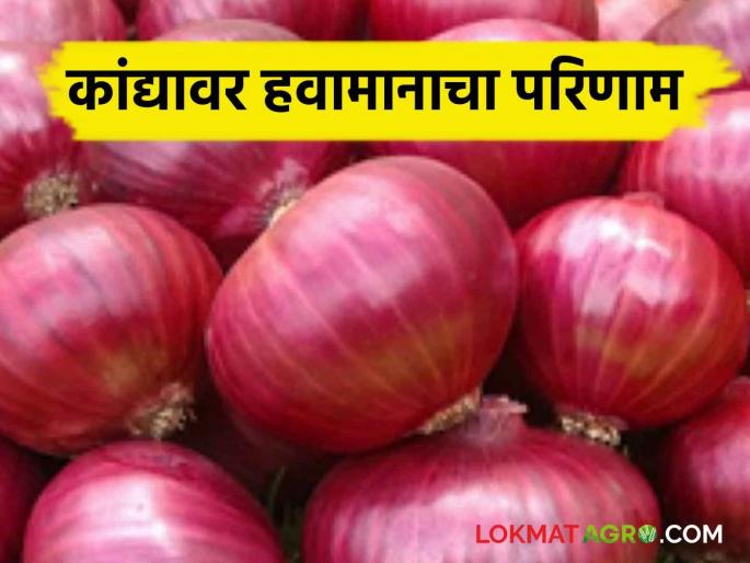 Onion Disease : Onion crop affected by various diseases | Onion Disease : कांदा पिकावर विविध रोगांचा प्रादुर्भाव; वेळीच करा उपाययोजना 