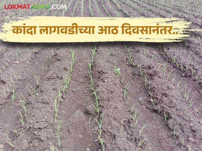 Latest News Onion Crop remedy for new leaves after onion cultivation Read in detail | Onion Crop : कांदा लागवडीनंतर नवीन पात निघण्यासाठी, कांदा चांगला राहण्यासाठी काय कराल? Latest News Onion Crop remedy for new leaves after onion cultivation Read in detail | Onion Crop : कांदा लागवडीनंतर नवीन पात निघण्यासाठी, कांदा चांगला राहण्यासाठी काय कराल?