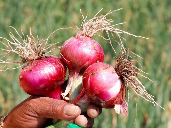 Latest News Central team on tour for onion crop inspection in Nashik district | कांद्याला भाव नाही, दुष्काळी स्थिती, केंद्रीय पथक पाहणीसाठी पुन्हा नाशिक जिल्ह्यात Latest News Central team on tour for onion crop inspection in Nashik district | कांद्याला भाव नाही, दुष्काळी स्थिती, केंद्रीय पथक पाहणीसाठी पुन्हा नाशिक जिल्ह्यात