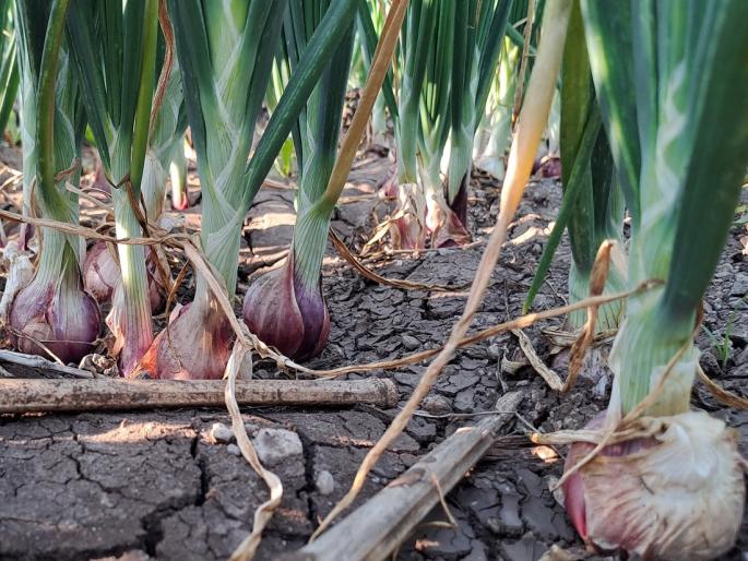 Farmers ineligible for onion subsidy will get relief | कांदा अनुदानास अपात्र शेतकऱ्यांना मिळणार दिलासा Farmers ineligible for onion subsidy will get relief | कांदा अनुदानास अपात्र शेतकऱ्यांना मिळणार दिलासा