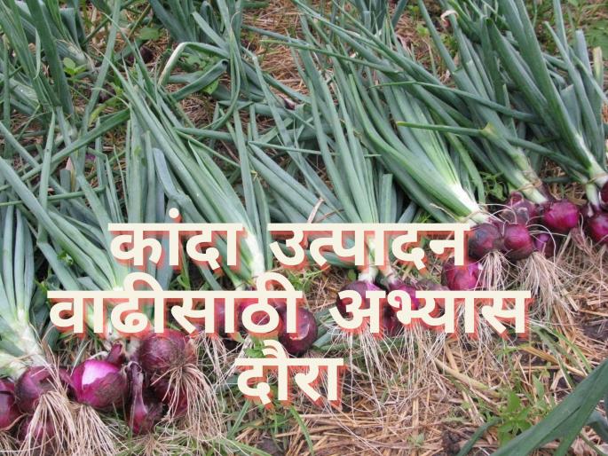 Latest News Study tour of Central Committee for Increase of Onion Production | अवकाळीने कांदा पिकाचे नुकसान, केंद्रीय समितीचा पाहणी अभ्यास दौरा  Latest News Study tour of Central Committee for Increase of Onion Production | अवकाळीने कांदा पिकाचे नुकसान, केंद्रीय समितीचा पाहणी अभ्यास दौरा