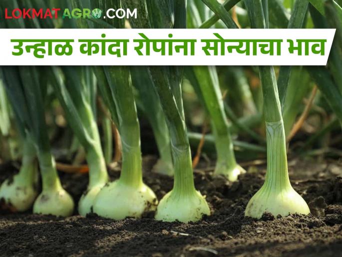 Prices of onion plants increased after unseasonal rains | अवकाळी पावसाने कांद्याचे नुकसान, आता रोपांचा भाव वाढला!  Prices of onion plants increased after unseasonal rains | अवकाळी पावसाने कांद्याचे नुकसान, आता रोपांचा भाव वाढला!