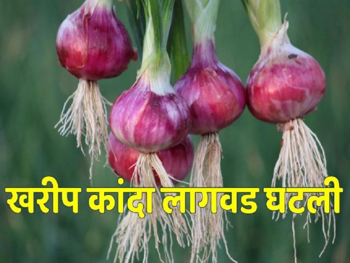 Kharif onion cultivation has decreased by 40 percent this year | यंदा खरीप कांदा लागवड ४० टक्क्याने घटली Kharif onion cultivation has decreased by 40 percent this year | यंदा खरीप कांदा लागवड ४० टक्क्याने घटली