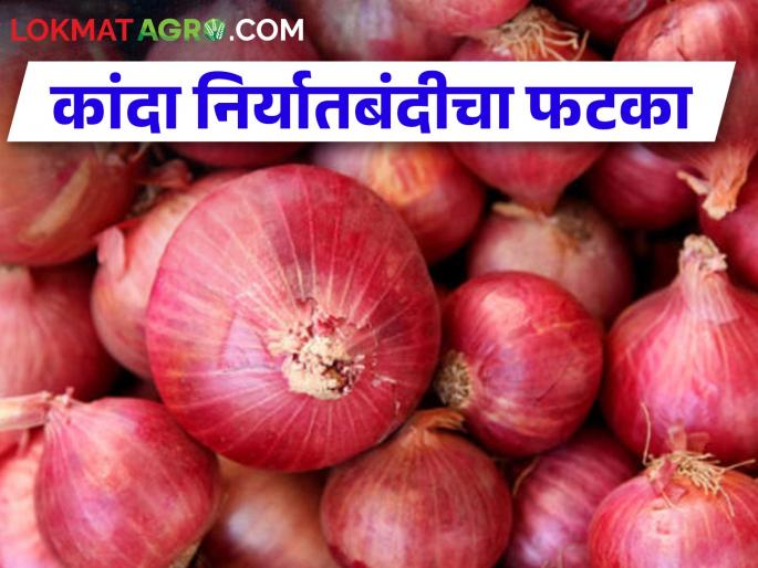 Onion export ban has hit the farmers, the economy of crores has been ruined in Nashik district! | कांदा निर्यातबंदीचा शेतकऱ्यांना फटका, नाशिक जिल्ह्यात कोटींचं अर्थकारण बिघडलं!  Onion export ban has hit the farmers, the economy of crores has been ruined in Nashik district! | कांदा निर्यातबंदीचा शेतकऱ्यांना फटका, नाशिक जिल्ह्यात कोटींचं अर्थकारण बिघडलं!
