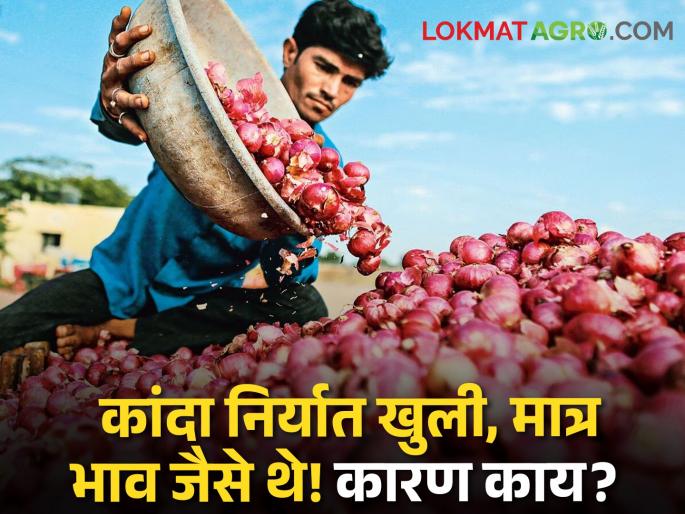 Latest News Onion Issue Onion export is open but market price is down know more details | Onion Issue : कांदा निर्यात खुली, पण भाव काही वाढेनात! वाचा नेमकं काय घडतंय? Latest News Onion Issue Onion export is open but market price is down know more details | Onion Issue : कांदा निर्यात खुली, पण भाव काही वाढेनात! वाचा नेमकं काय घडतंय?